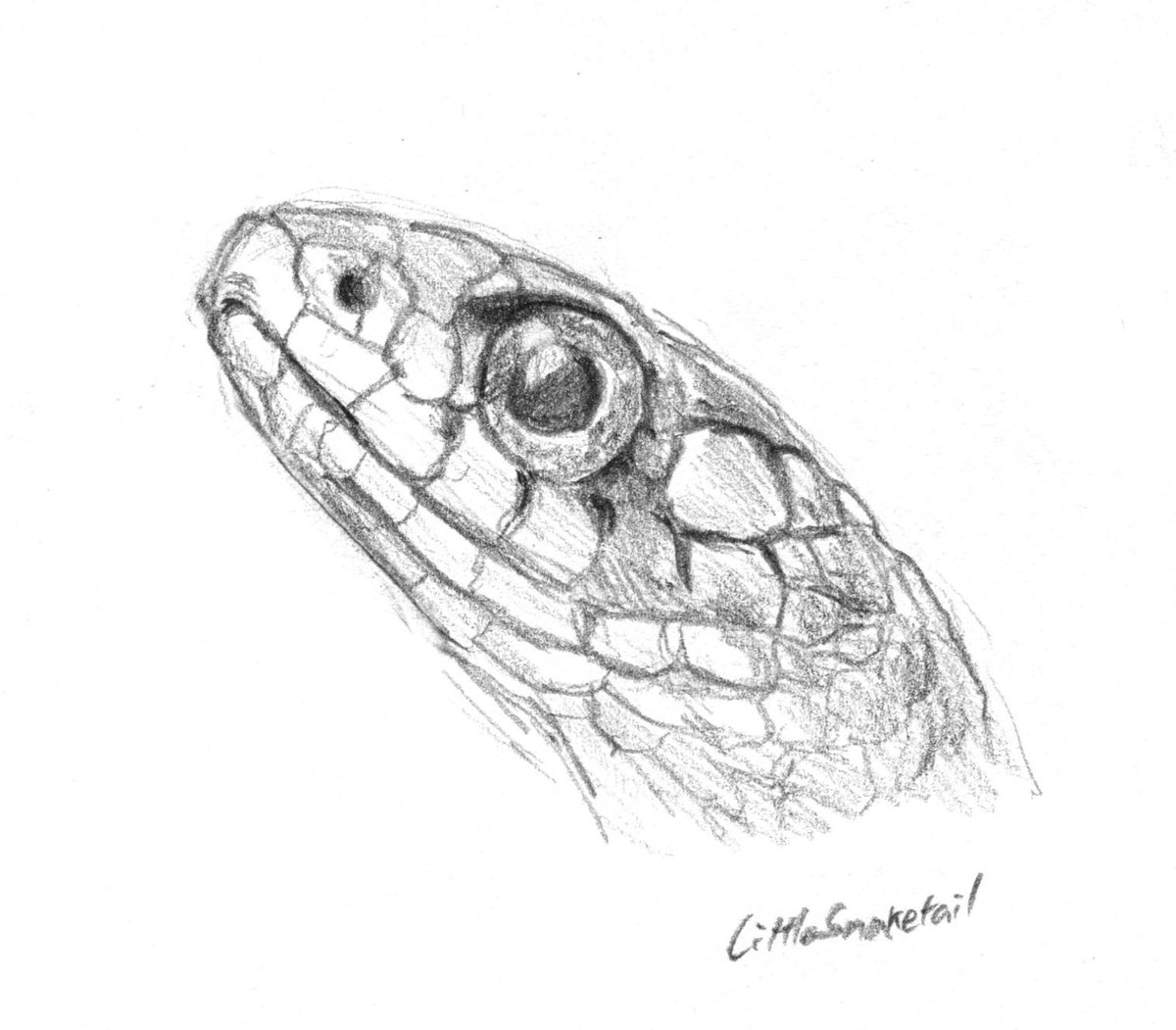 how to draw a snake head