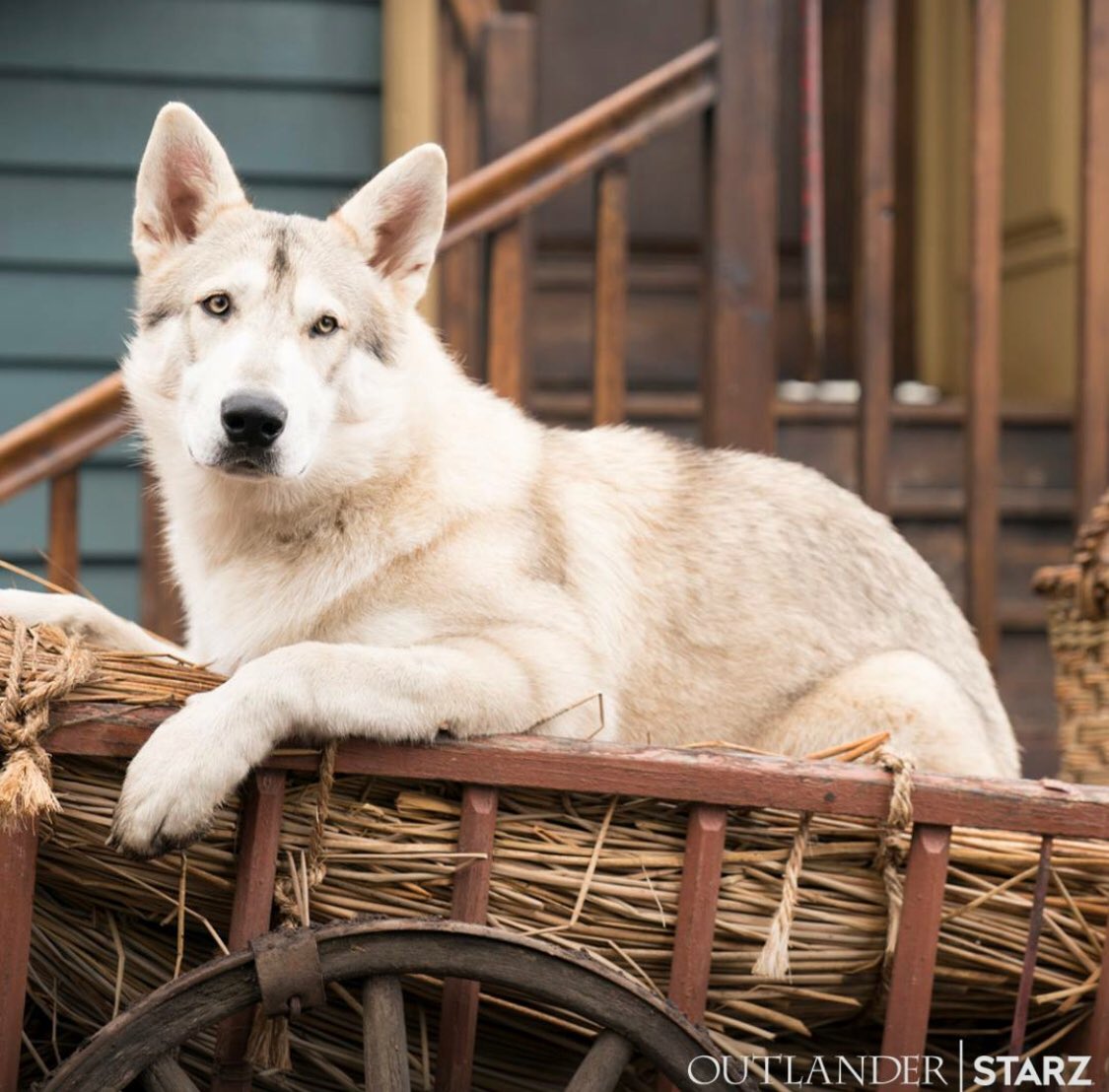 Ianwolfsbrother's tweet photo. How good can this week get? Won signed pic by Sophie Skelton and Richard Rankin and Starz shows a pic of my best friend Rollo! @Outlander_STARZ @SkeltonSophie @RikRankin @JohnBell https://t.co/AU2DrpXEeu