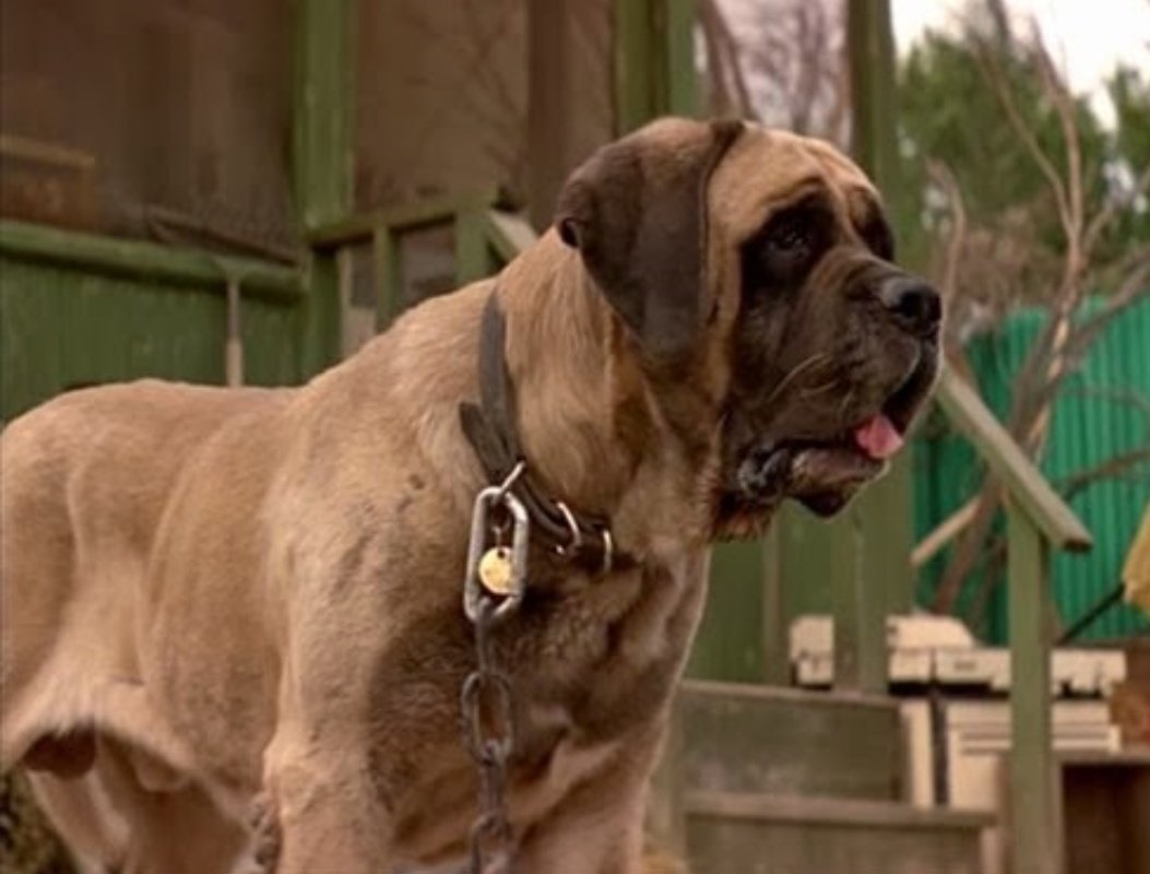 willowwillson's tweet photo. @filmtrials This is Hercules, aka The beast from The Sandlot Kids.
Interests are, terrorising kids eating kids, stealing baseballs, slobbering and being a good boy. https://t.co/EVP7WnM78i