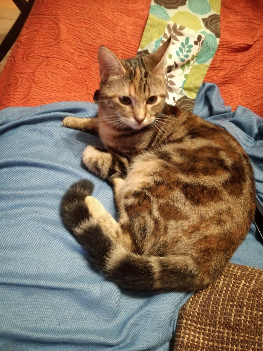 FrancescaFlamm1's tweet photo. #CatDay https://t.co/Dc81o6NoaE