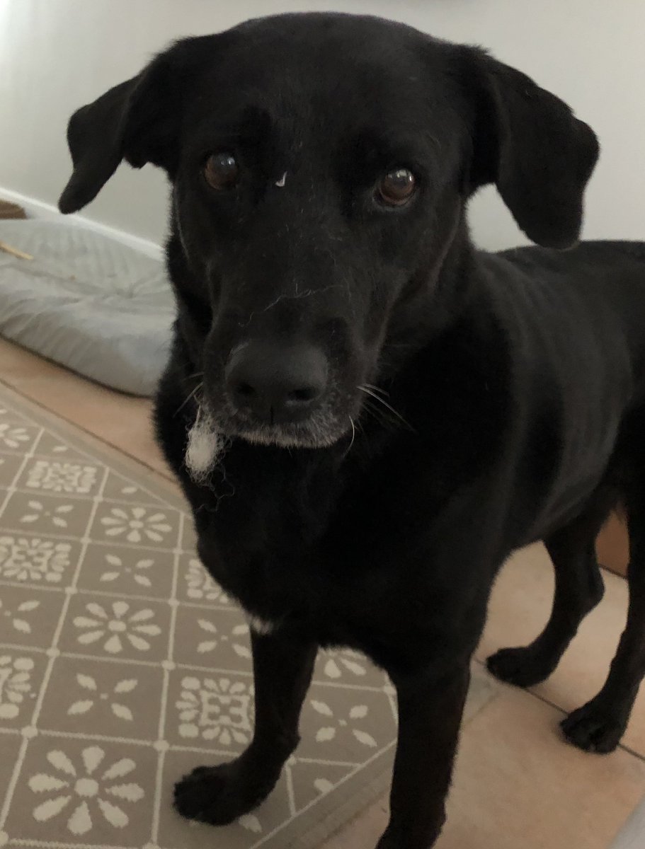 FLKeysLabRescue's tweet photo. No I didn’t gut any stuffies? Why do you ask? #labrescue #lrrof #adoptdontshop https://t.co/DQHe9vBdOi