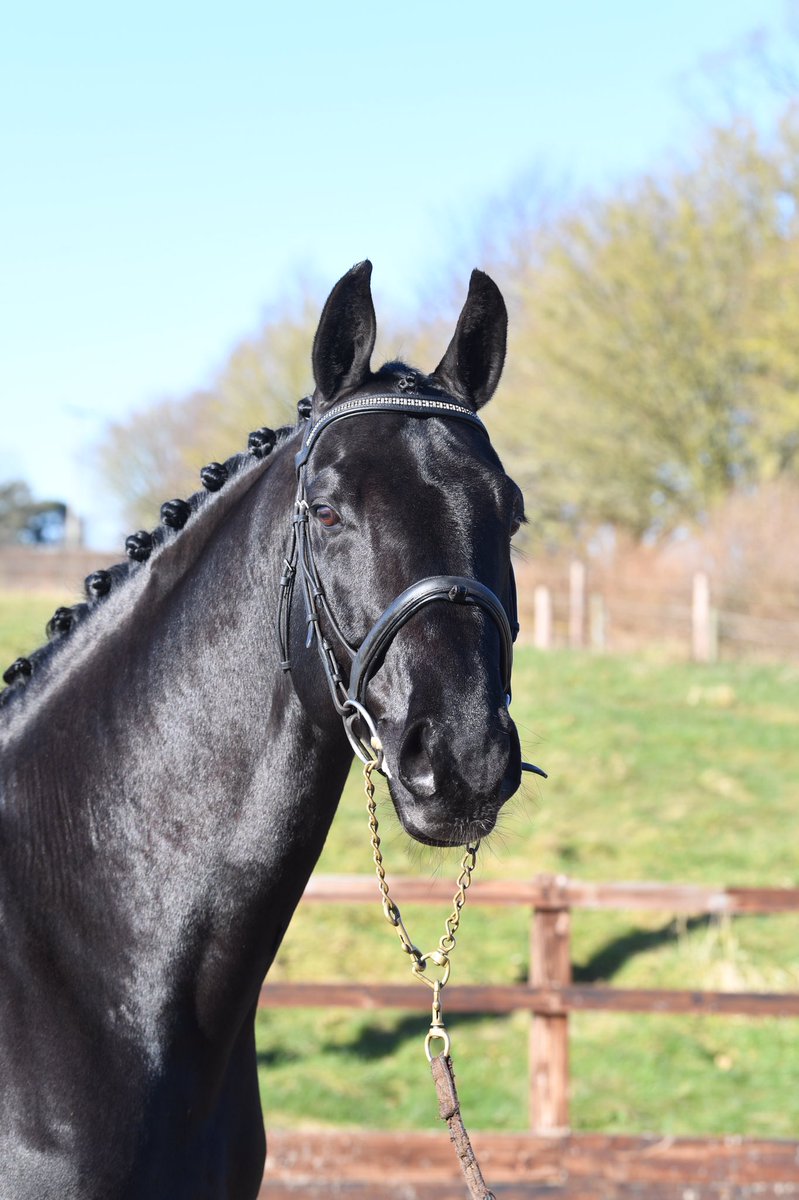 OwenAndKatie's tweet photo. Come and see Don Dante tomorrow at the Stallion show @AddingtonManorE - He is on at 3.55pm https://t.co/WbPmay3X5Z
