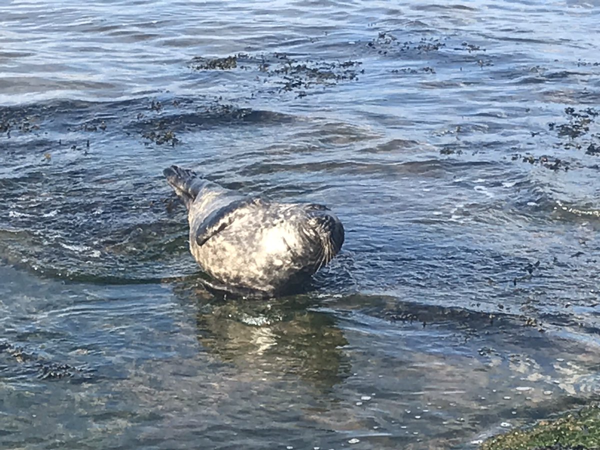 Saw this little fella today while out walking along beautiful low newton beach. Rescued by the brilliant volunteers at <a href="/BDMLR/">BDMLR</a> #Northumberland