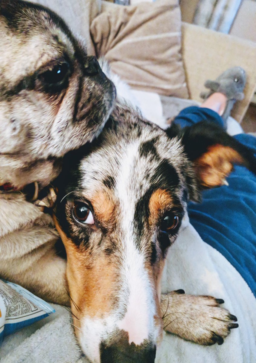 DexterDoggy's tweet photo. Love curling up with my bro n my hooman to watch telly
#JurassicWorld 
#DogsOfTwitter 
#SaturdayNight https://t.co/vk3aNjdtmG