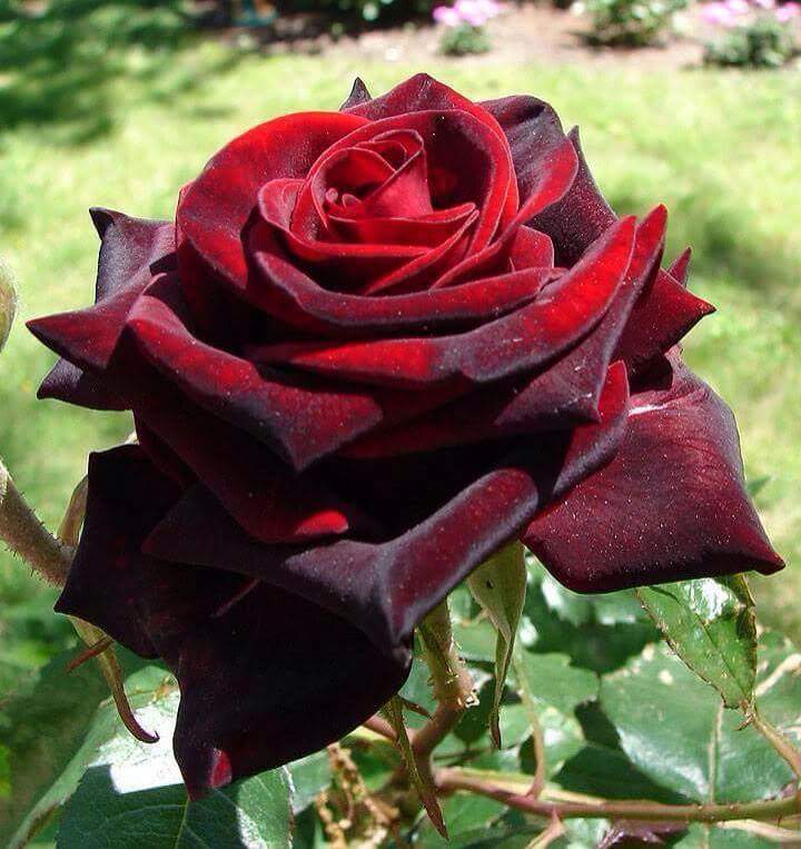 a_Emir_a's tweet photo. My first tweet
This flower for all follower https://t.co/mjunbQGmSU