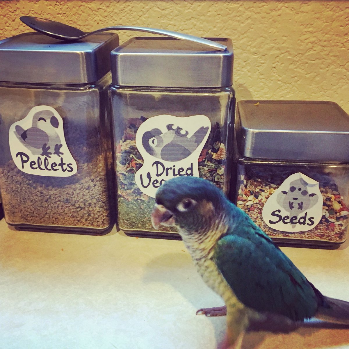 saucymailman's tweet photo. Jace figured out where we keep his food and now waits there every morning for me to feed him haha #birb #conue #jacetheplanesquawker https://t.co/VEpOCNBPsi