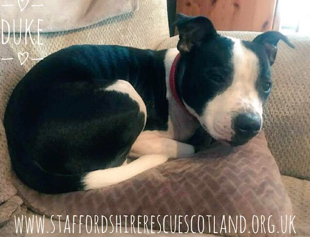 Duke is an #adorablepuppy 👀4 a #foreverhome pls RT staffordshirerescuescotland.org.uk #StaffieSaturday #AdoptDontShop #staffielover #AdoptMe #StaffordshireBullTerrier #rehomehour #staffies #cleverdog #cutenessOVERLOAD #foreverpet #FOSTER #ffh #dog #pickme