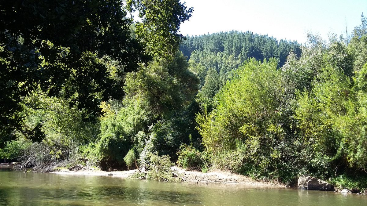 nigerlibidine's tweet photo. Despues de dos semanas en la cordillera de Nahuelbuta, digo adios a las cazuelas de campo, a las humitas, al pastel de 🌽, a las verduritas frescas, a los paisajes maravillosos, a lo zancudos chupagre y a la pulga que nunca pude pillar...¡¡Gracias!! #Conumo #BioBío #Araucanía🌲🌲 https://t.co/vtPDERTfmk