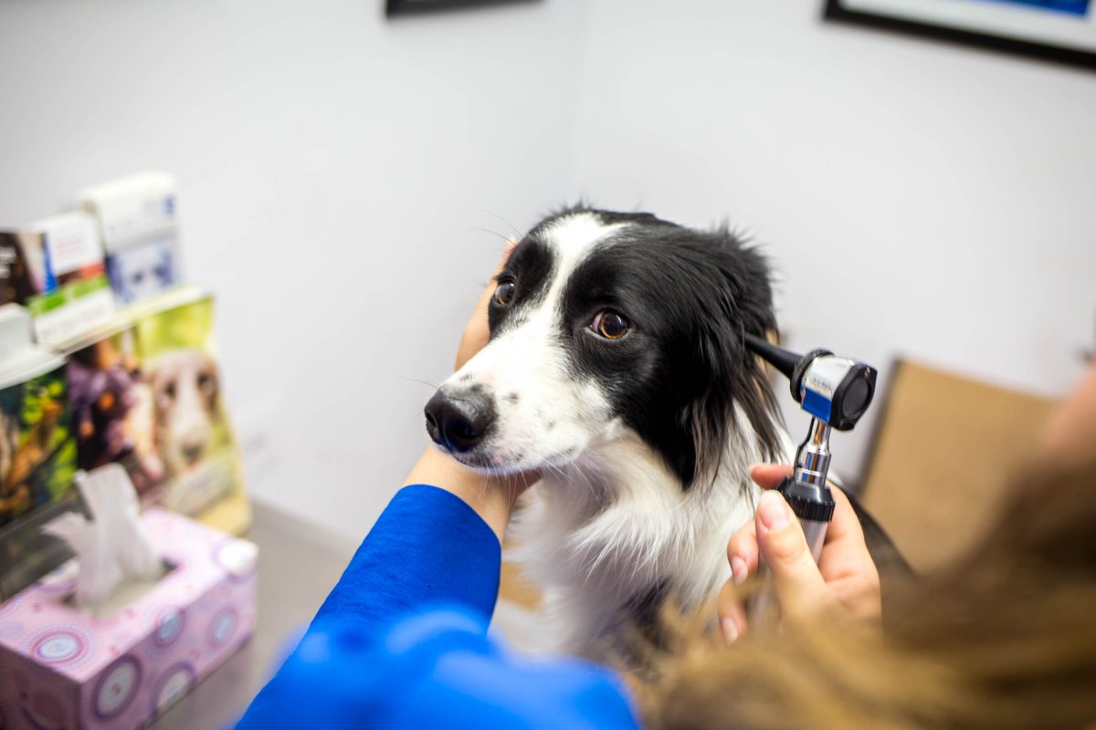 Darlington Vet (Vet_Woodbridge) Twitter