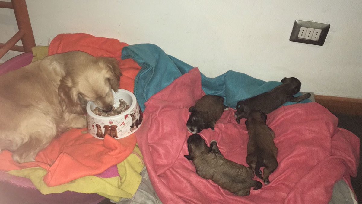 Rafandres2's tweet photo. Una amiga rescató una perrita en abandono con sus cachorros, miren su carita de agradecimiento 💕
Si alguien busca adoptar algún cachorrito avíseme o también ayudan con un RT 
#DogLovers 🐕🐕🐕 https://t.co/aaUc5vnj2p