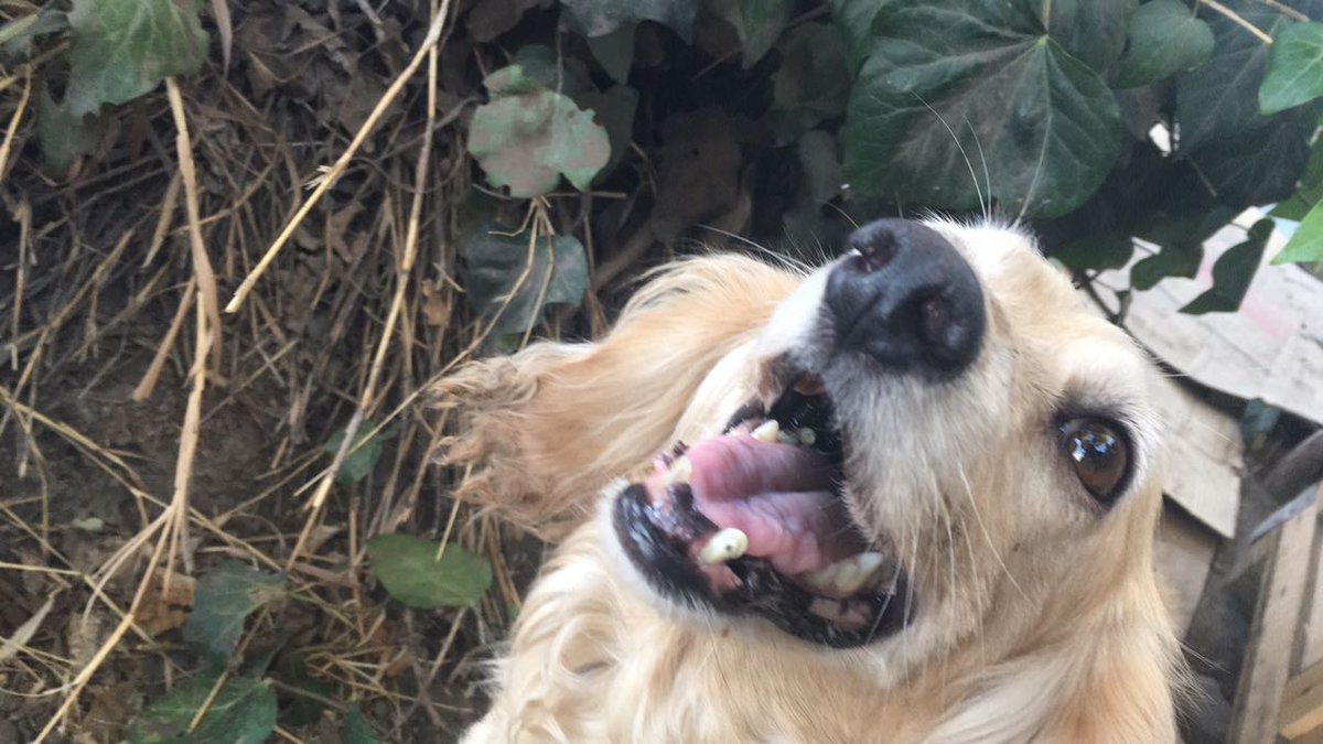 Rafandres2's tweet photo. Una amiga rescató una perrita en abandono con sus cachorros, miren su carita de agradecimiento 💕
Si alguien busca adoptar algún cachorrito avíseme o también ayudan con un RT 
#DogLovers 🐕🐕🐕 https://t.co/aaUc5vnj2p
