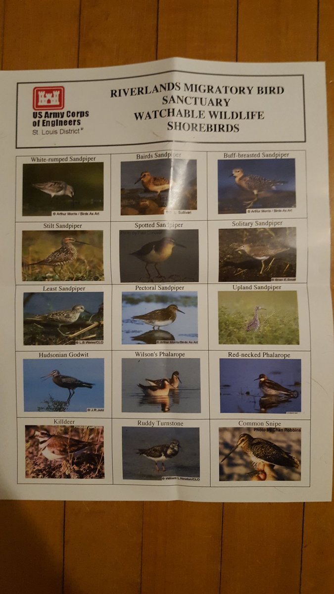 sarahkendzior's tweet photo. So many of the bird names on this brochure sound like insults: "Marbled Godwit", "Short-billed Dowitcher", "Lesser Yellowlegs", "Least Sandpiper", "Common Snipe" https://t.co/5kDwQLM9qt