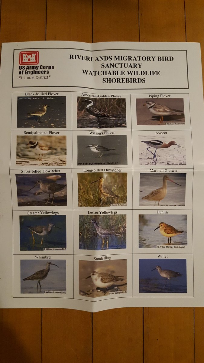 So many of the bird names on this brochure sound like insults: "Marbled Godwit", "Short-billed Dowitcher", "Lesser Yellowlegs", "Least Sandpiper", "Common Snipe"