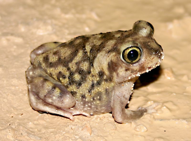 Gone_Froggin's tweet photo. The Frog of the Week #FrogOTW is the Couch's Spadefoot Toad. It is found in Southwestern USA and Northern Mexico. Like all Spadefoot toads, it has a keratonized spade on it's rear feet to help with digging
https://t.co/fm5MOZYZac https://t.co/5lXpKPfq0w