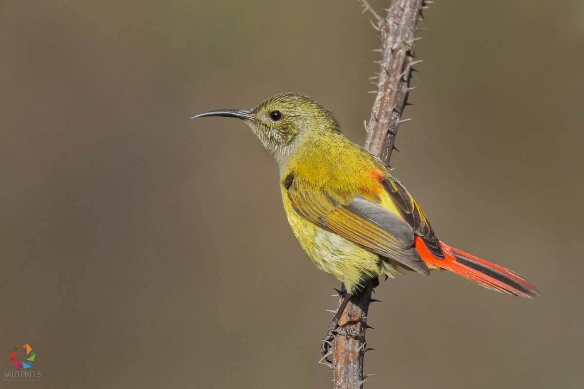 wild_pixels's tweet photo. Fire-tailed Sunbird (Aethopyga ignicauda)
Kotabagh, Uttarakhand
Feb 2018

@Avibase @orientbirdclub @SanctuaryAsia @SaevusWildlife @HBWAlive #wildpixels #firetailedsunbird https://t.co/OASGp15Eeh