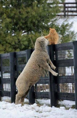 kittyworks's tweet photo. I love ewe💗 #dubthee #cat #cats https://t.co/d70E89Wggf