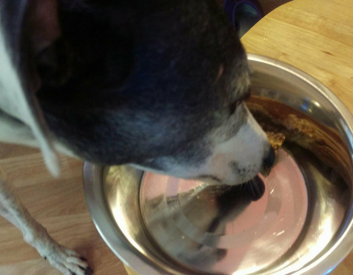 CosaigInners's tweet photo. Luke, still sore from being called a #lazygreyhound has been hard at work taste testing my new Banana Dog Flapjack today #ringingthechanges #flapjacksnotjustforhumans https://t.co/EM0hj9q3hj