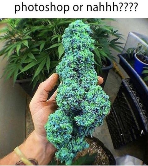 Mjcouponcode's tweet photo. Photoshop or nah ??? 
.
.
.
#photoshop #mjcoupon #coupon #couponcode #mj #marijuanacoupon #medicalcannabis #MedicalMarijuana #MarijuanaMovement #Marijuanadelivery #MarijuanaFacts #CannabisStrain https://t.co/XSvBvG5PSS