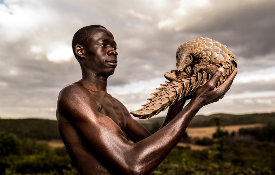 ShannonElizab's tweet photo. Today is World Pangolin Day. Pangolins are the world’s most trafficked animal and critically endangered as a result. If we don’t act, rhino, elephant and others could be headed the same way. Photo credit @AdrianSteirn @CBSBigBrother @AnimalAvengers #TeamShannon #BBCeleb https://t.co/qrYFGvNHnb