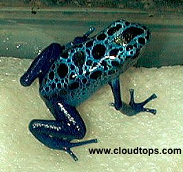 DartFrogKing's tweet photo. D. Azureus, once thought to be a separate species. But now the "Blue Poison Dart frog" is confirmed to be a type of D. tinctorius. 

Breeding pair of W/C Dendrobates tinctorius "azureus" from the Sipaliwini savanna in Suriname with some of their F-1 offspring

#PoisonDartFrogs https://t.co/S6083OQJRo