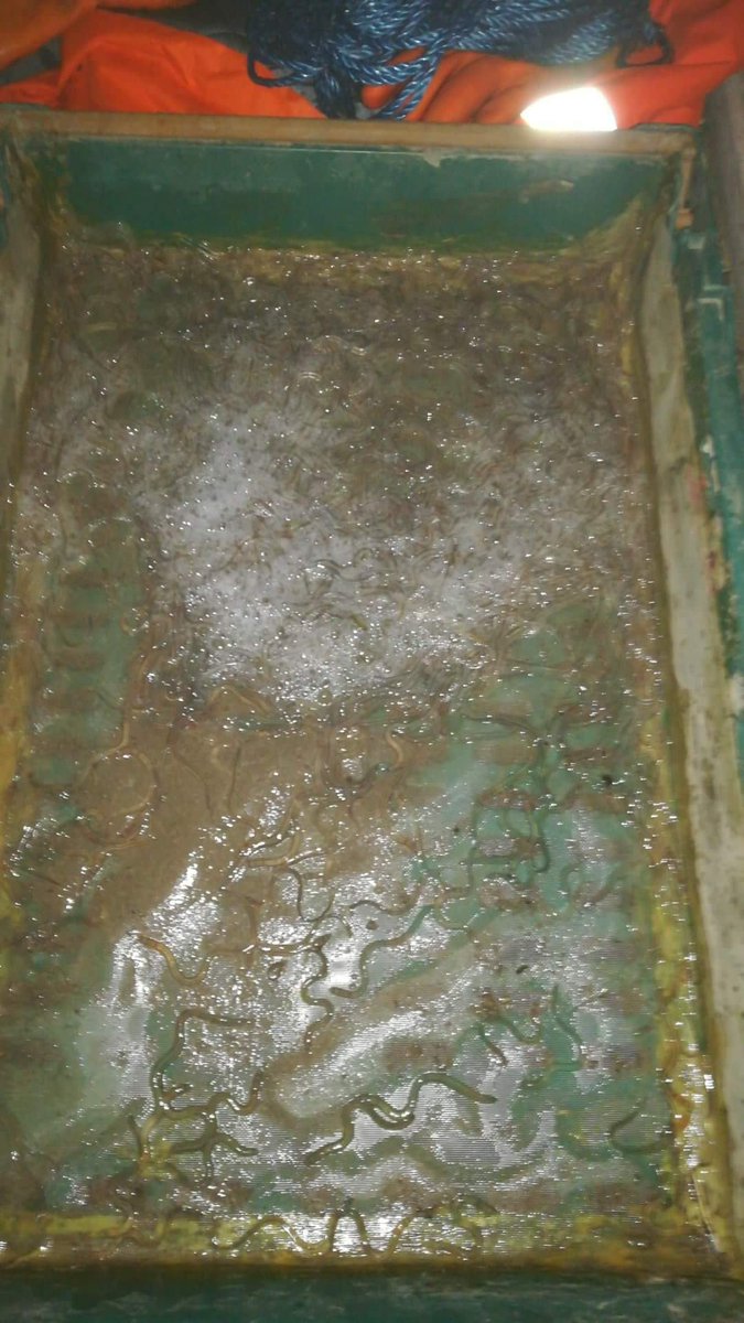 Only a few elvers about tonight far to cold