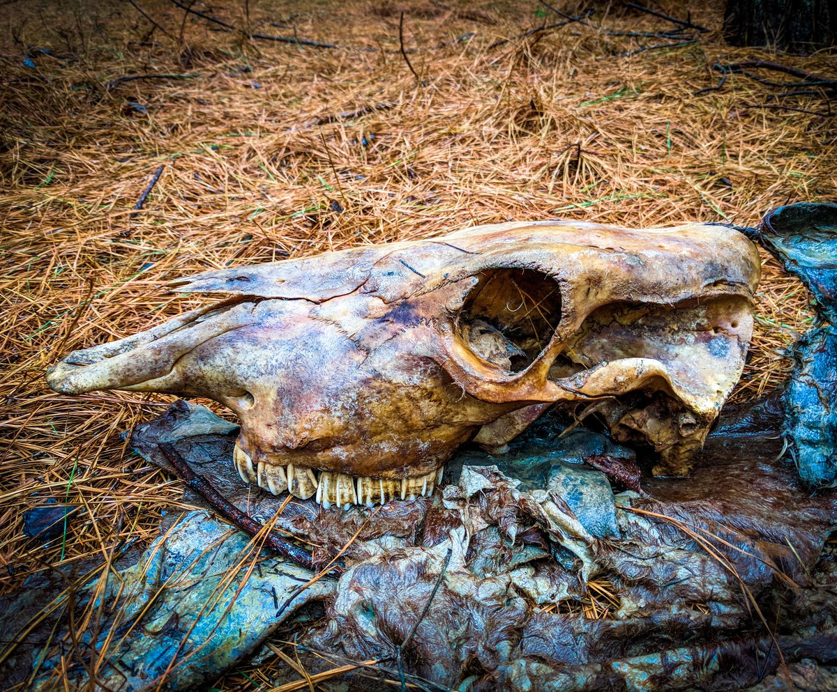 Joe Davis tweet media