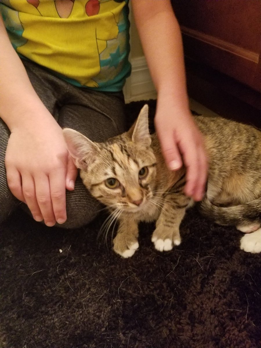 Mrs_DevilDog's tweet photo. We added a new member to our family 😻 https://t.co/rldBg4GrST