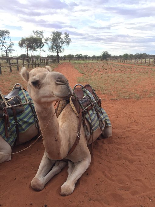 I rode a camel! https://t.co/LCdHIX9ufH<a href="/tag/trumpkin"class="tags"><span>#trumpkin</span></a>