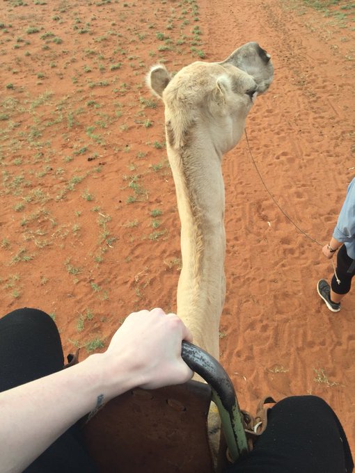 I rode a camel! https://t.co/LCdHIX9ufH<a href="/tag/trumpkin"class="tags"><span>#trumpkin</span></a>