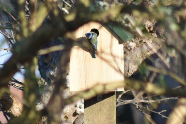 Toniowl's tweet photo. @BBCSpringwatch The blue tits were house hunting today! We are hoping they choose our new bird nest box from @Natures_Voice 🤞 https://t.co/EQk8IDe45i