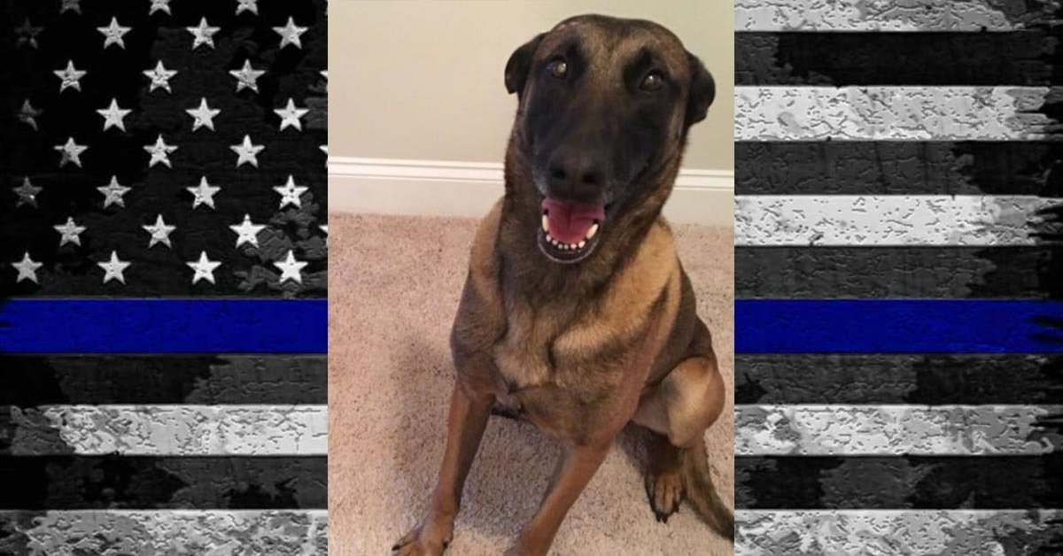 andrewdecker593's tweet photo. RIP Mojo: North Charleston Police K9 Mojo was killed on Thursday night when a drunk driver crashed into the patrol vehicle he was riding in.
#K9Mojo #EOW
https://t.co/ptBfn0ktJO https://t.co/IVd6zGjTs0