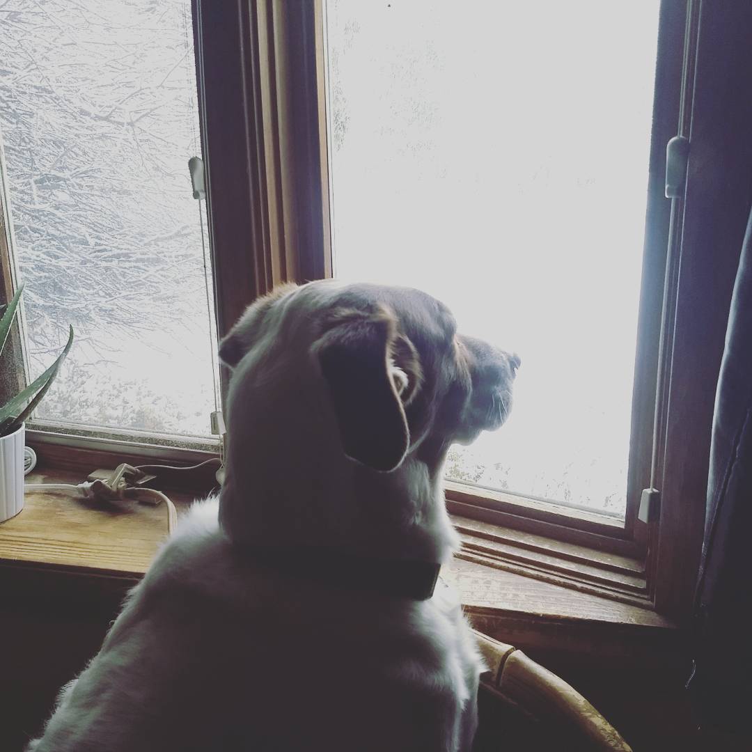 averygoodboi's tweet photo. #needwalk #dogslife https://t.co/TxAFKqCbHa