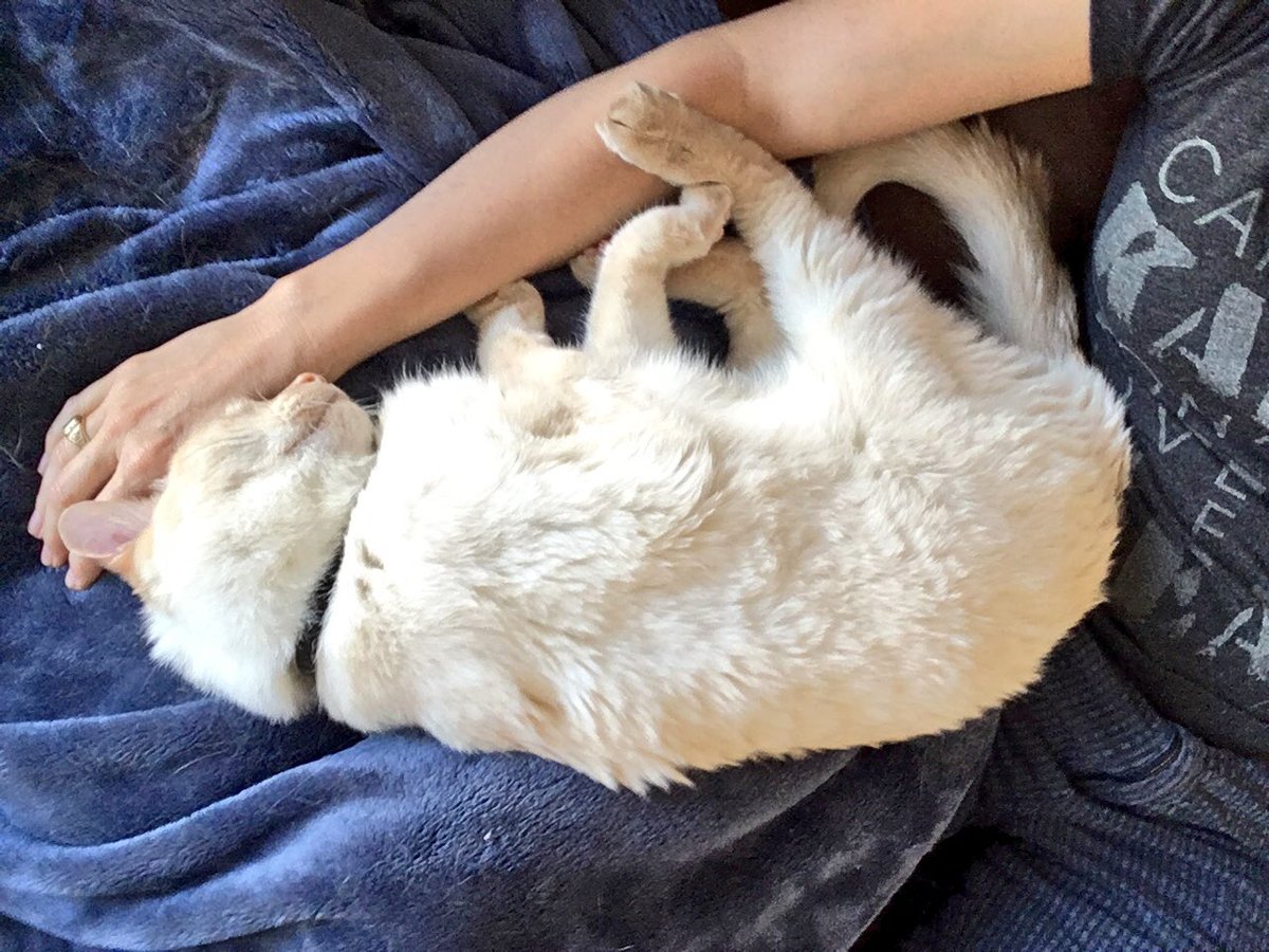 LuckyDaPuppyCat's tweet photo. I am so happy to be doing my #handpillowcaturday on #worldcatday! How cool is that? #caturday Also, I want to dedicate this #catnap to my good pal Cai @mirrr_i_Am who went #OTRB just yesterday. Love you to the the beyond and back, dear Cai ๐ฝ๐๐๐๐ @crosseyedollie #RIPCai https://t.co/yEs19wtcu8
