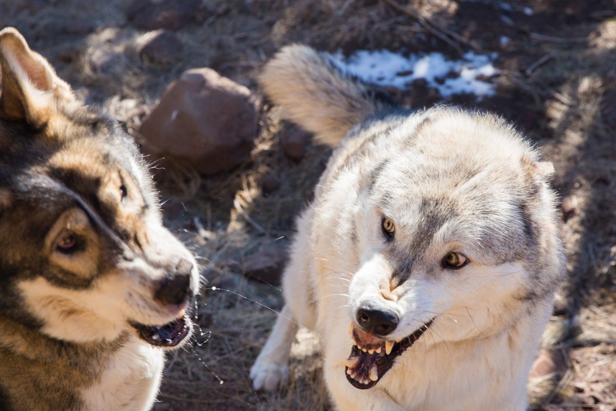 DavidNBraun's tweet image. While it may look like these two are ready to viciously attack each other, they are actually close friends and have been living together for a while at the @uswolfrefuge ...  #wolves #wolfbehavior #conservation #animalsanctuary #wolf #wild #nevada #nv #conservationphotography