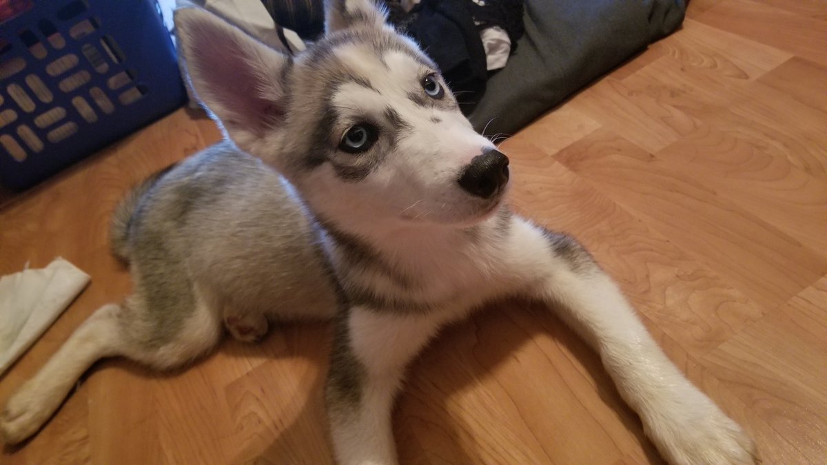 4 month old husky