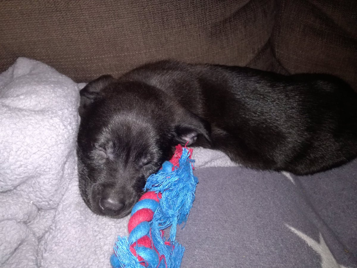 Loki <3