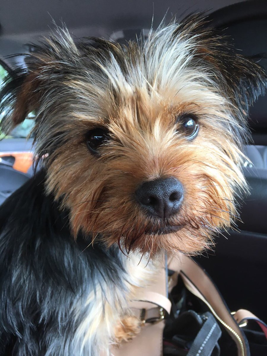 Please help #findbuster by retweeting 🙏🐶 <a href="/JOEdotie/">JOE.ie</a> <a href="/DarraghOBrienTD/">Darragh O'Brien</a> <a href="/DarraghButler/">CLLR Darragh BUTLER (FF)</a> <a href="/FingalNews/">Fingal News</a> <a href="/Fingallians/">Fingallians</a> <a href="/Fingalcoco/">Fingal County Council</a> he is dearly missed and loved by his owners