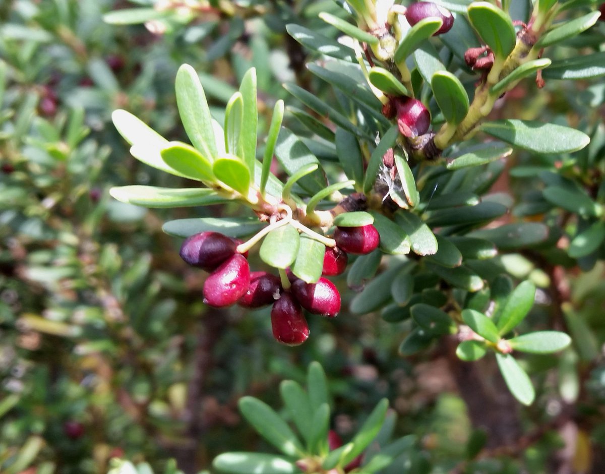 StuartWilliams_'s tweet photo. Baw baw pepper, Tasmannia vickeriana, shrub occurring in snow-gum woodland at Mount Baw Baw #Winteraceae #ozplants https://t.co/9TrIOk1CwE