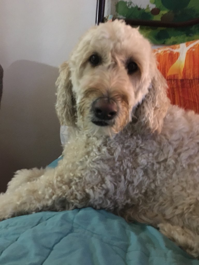 White lady dog 🐶 ASHER the golden doodle!! Lololololololol😂#MoreThanFunny