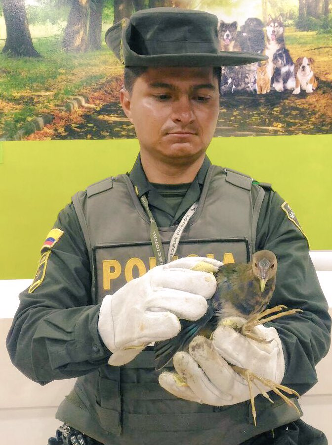 PoliciaBmanga's tweet photo. Ante la oportuna información en el Barrio Campo Hermoso #ProtecciónAmbiental rescató una #Lechuza 🦉#YoProtejoLosAnimales así mismo en el Barrio Diamante II se rescató una #PollaDeAgua https://t.co/C5Meum4jNR