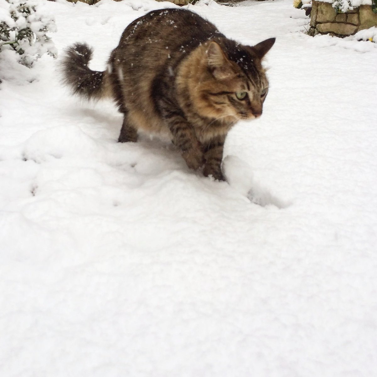 きじとら長毛 雄猫 ショコラを探しています 愛猫 ショコラを探しています 去勢済み 雄 首輪がとれているため 里親 さがしか 譲渡会 にだされてしまったかも どうか宜しくご確認ください お願いいたします 拡散希望 拡散希望rtお願い致します きじとら長毛 雄猫 ショコラを探しています 愛猫 ショコラを探しています 去勢済み 雄 首輪がとれているため 里親 さがしか 譲渡会 にだされてしまったかも どうか宜しくご確認ください お願いいたします 拡散希望 拡散希望rtお願い致します