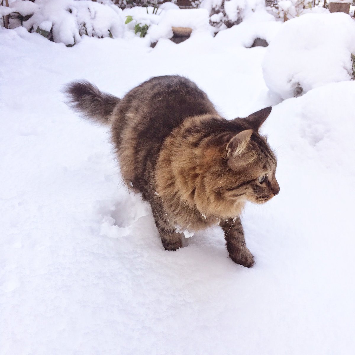 きじとら長毛 雄猫 ショコラを探しています 愛猫 ショコラを探しています 去勢済み 雄 首輪がとれているため 里親 さがしか 譲渡会 にだされてしまったかも どうか宜しくご確認ください お願いいたします 拡散希望 拡散希望rtお願い致します きじとら長毛 雄猫 ショコラを探しています 愛猫 ショコラを探しています 去勢済み 雄 首輪がとれているため 里親 さがしか 譲渡会 にだされてしまったかも どうか宜しくご確認ください お願いいたします 拡散希望 拡散希望rtお願い致します
