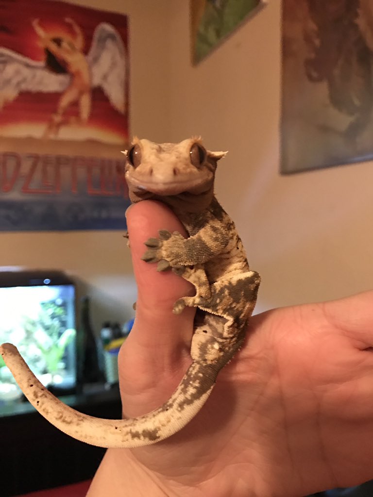 WeRateLizards's tweet photo. Ah yes the Geck PEZ dispenser, except instead of candy u get a lick 10/10 https://t.co/D20fjo6rKv