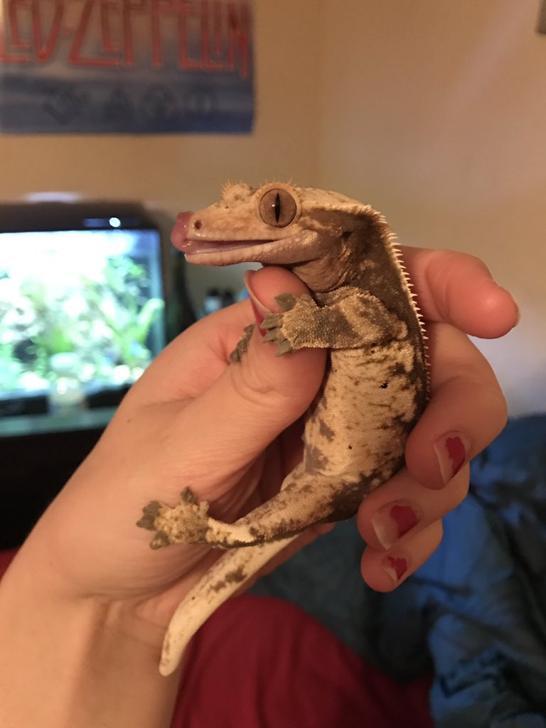 WeRateLizards's tweet photo. Ah yes the Geck PEZ dispenser, except instead of candy u get a lick 10/10 https://t.co/D20fjo6rKv