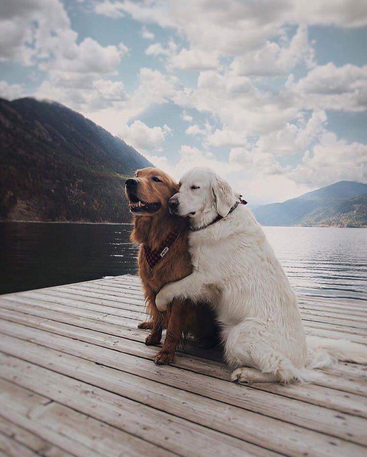 aletssoyyo's tweet photo. Si tuvieron un mal día vean éste thread de una sesión fotográfica a un par de perros súper enamorados disfrutando su amor que va en cuatro patas. https://t.co/TJ6V9RVGo5