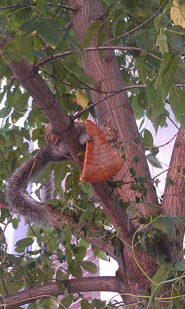 Dominos_Lombard's tweet photo. Everybody loves pizza... even him! Click here to order online! #Dominos #Pizza https://t.co/HM3nPbvrzW https://t.co/e378H7Z2pl