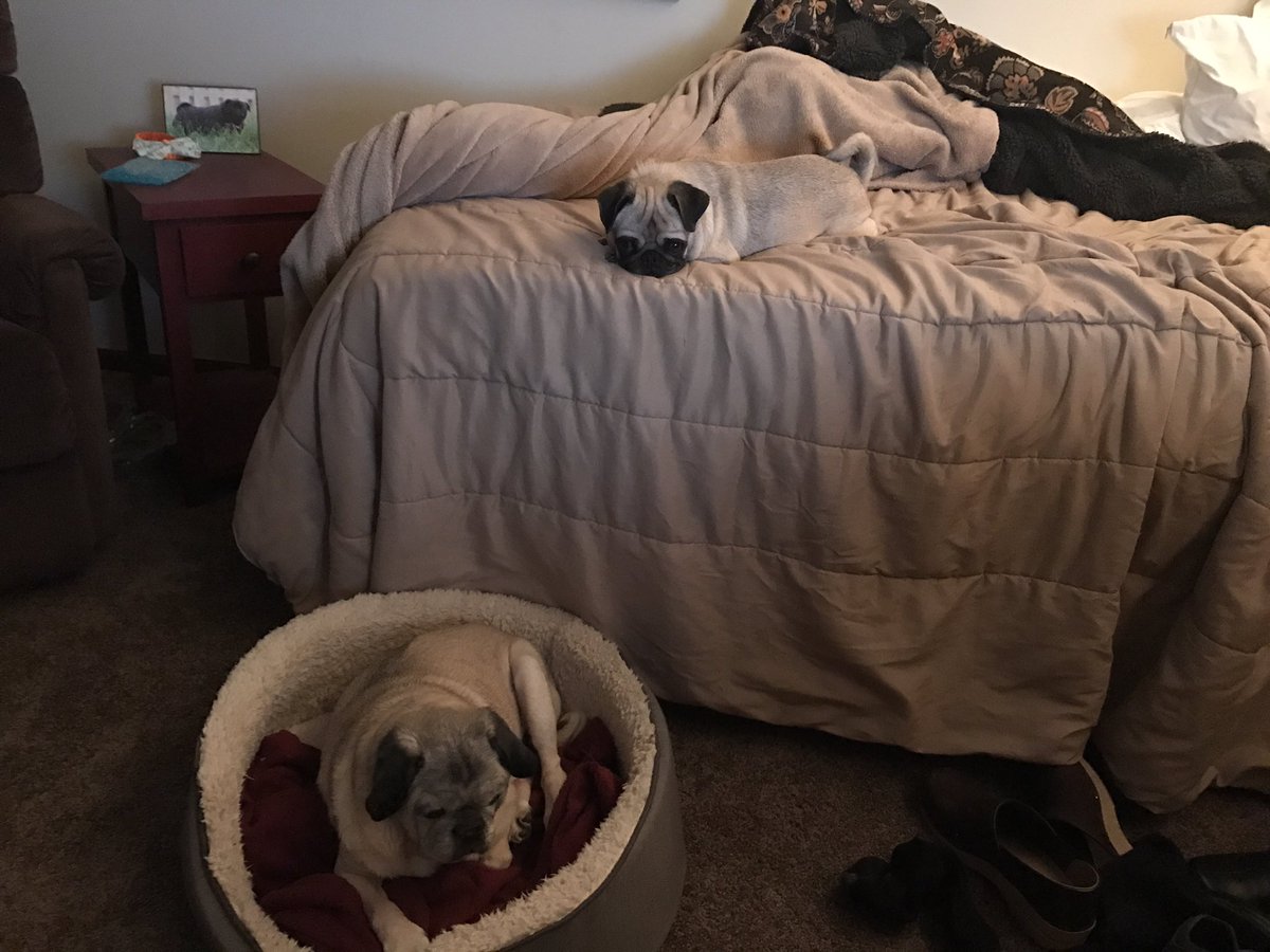 MorningPugs's tweet photo. My Life, my loves 💕 (David not shown, but he's loved all the same!) https://t.co/oUMwfxpz3i