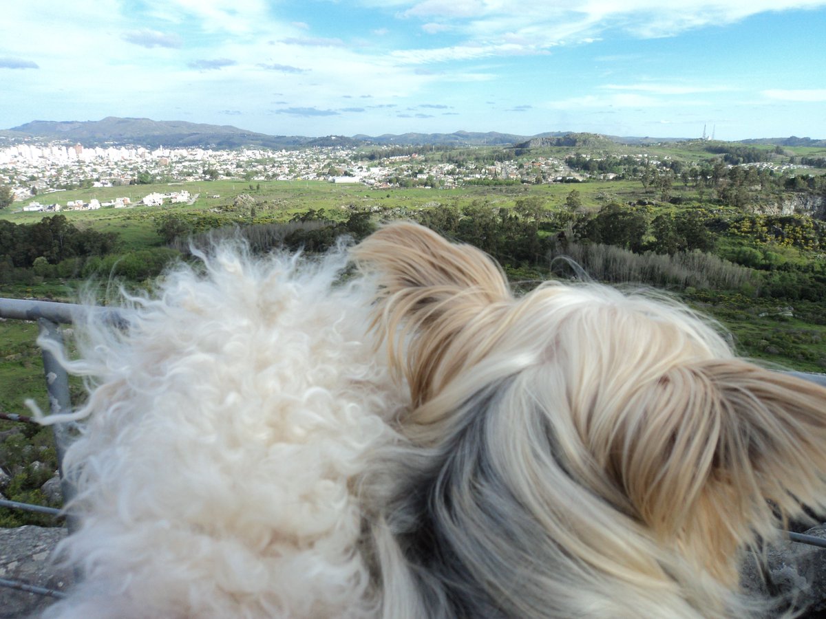 ViajerosOk's tweet photo. Uma y Mora también son viajeras. Ellas la pasan mejor que nosotros 😎
De tal palo tal astillitas ❤️
#lovedog #dogsofinstagram #perros #perras #sierra #tandil #argentina #cuatropatas #sky #feliceslos4 #viajeras #viajerosporelmundo #viajeros #enjoyinglife #enjoylife #relaxin #PAZ https://t.co/GGV8VZC1yk