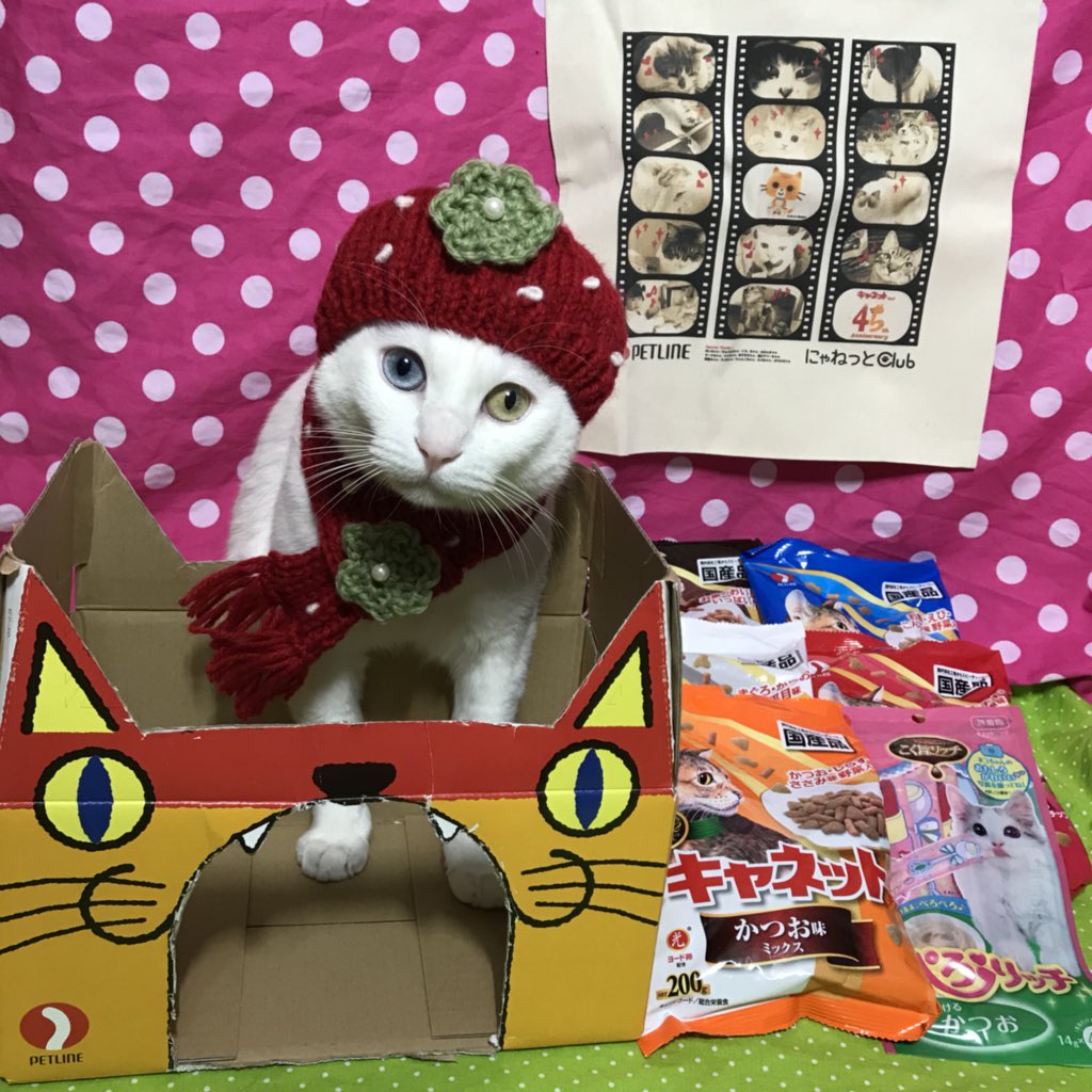 キャネットチップ Twitter Search Twitter キャネットチップ Twitter Search Twitter