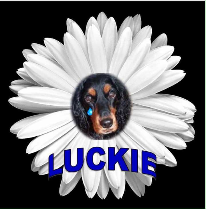 The_Animal_Team's tweet photo. #MISSING 21.12.16 #DFDS #FERRY #NSHIELDS #LUCKIE https://t.co/inJOQNzsm3